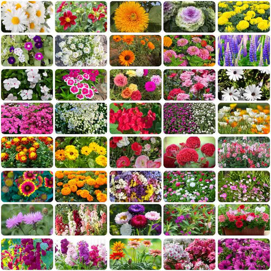 Colorful Flower Seeds 299